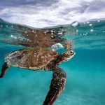 sea turtle underwater