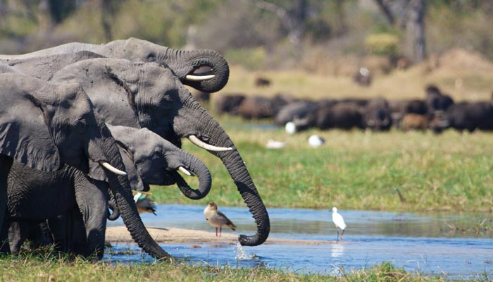 elefants drinking in Botswana