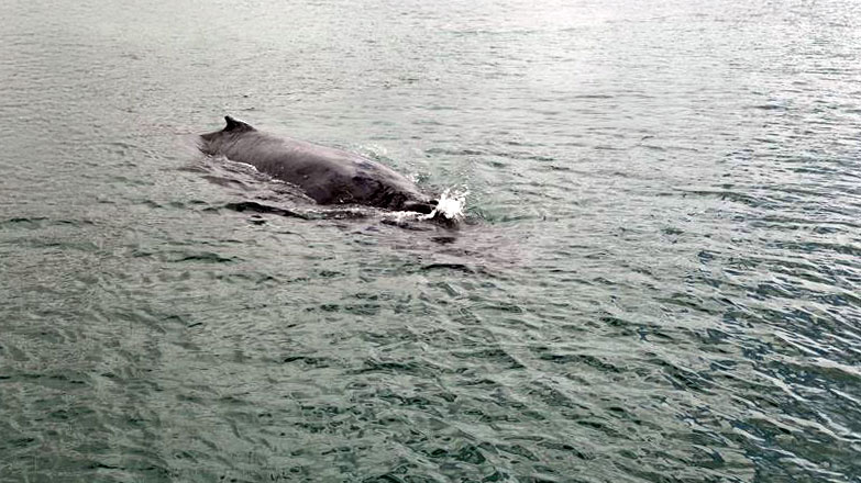 Whale near our floating-LiDAR
