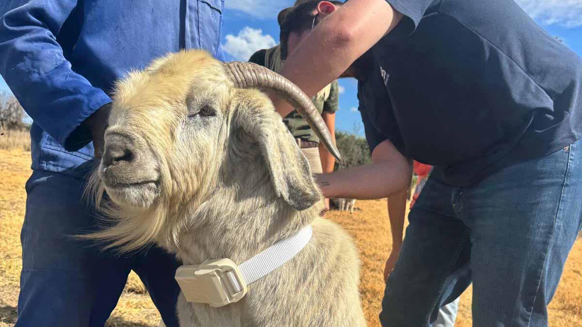 collarsat on a goat