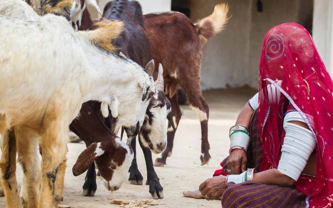Counting losses: when goats go missing, so can a family’s future