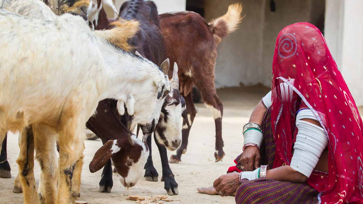 Counting losses: when goats go missing, so can a family’s future