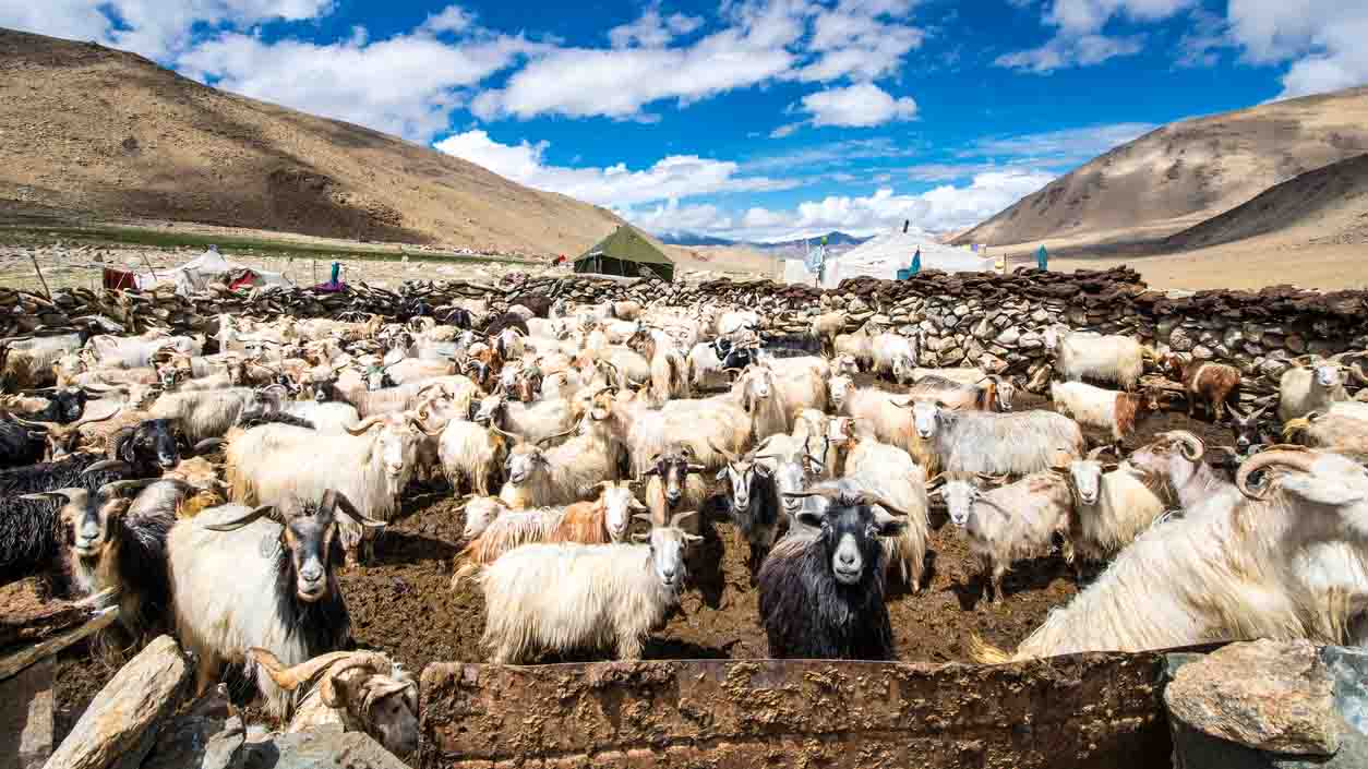 goats in a remote area