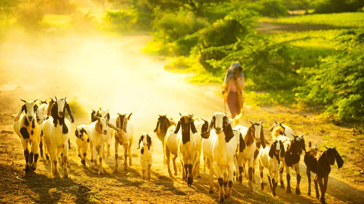 herder following goats